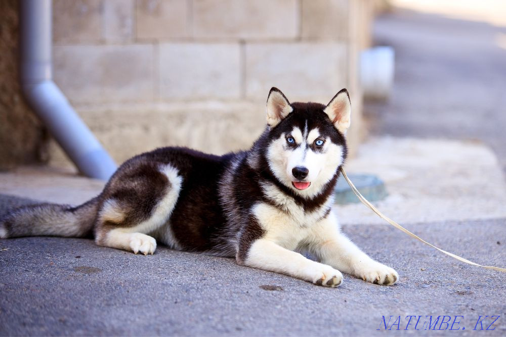 Девочка Сибирский хаски из породного Питомника Алматы - изображение 5