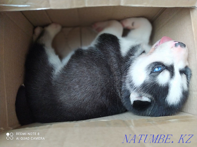 puppies siberian husky puppy Almaty - photo 8