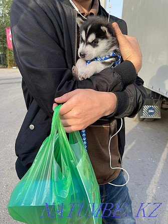 puppies siberian husky puppy Almaty - photo 5