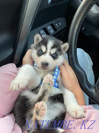 puppies siberian husky puppy Almaty - photo 1