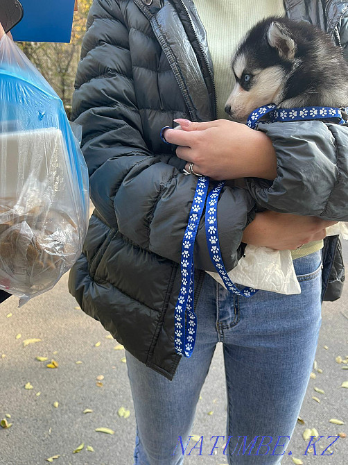 Щенки сибирский хаски щенок Алматы - изображение 4