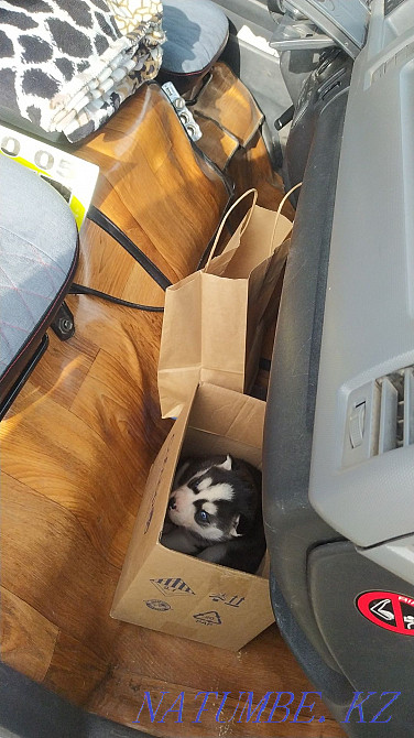 Щенки сибирский хаски щенок Алматы - изображение 7