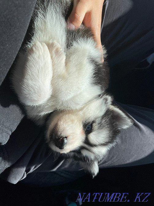 Щенки сибирский хаски щенок Алматы - изображение 3