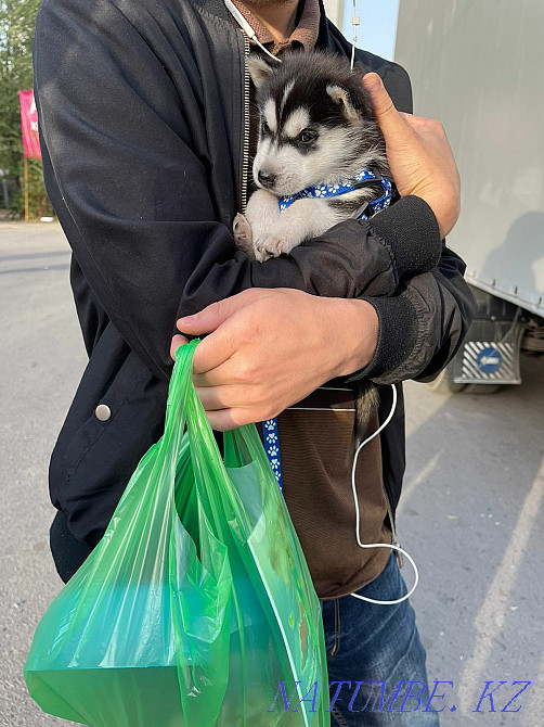 Щенки сибирский хаски щенок Алматы - изображение 5
