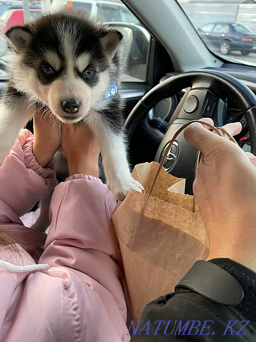 Щенки сибирский хаски щенок Алматы - изображение 2