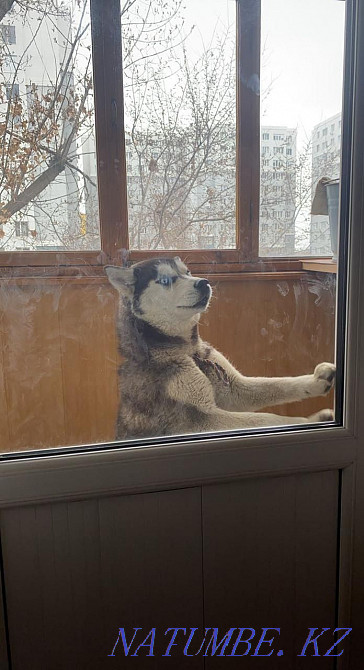 Көк көздер  Алматы - изображение 3