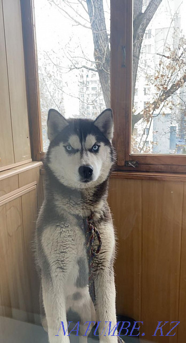 Көк көздер  Алматы - изображение 2