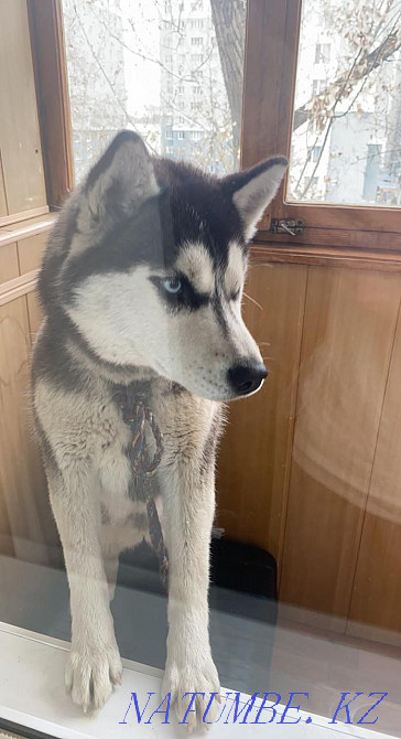 Көк көздер  Алматы - изображение 1