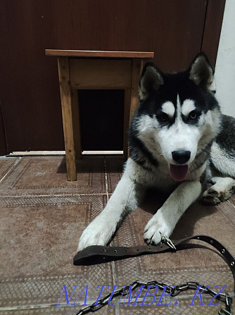 Selling Purebred Puppy, Siberian Husky, Harlequin Eyes, Almaty - photo 3