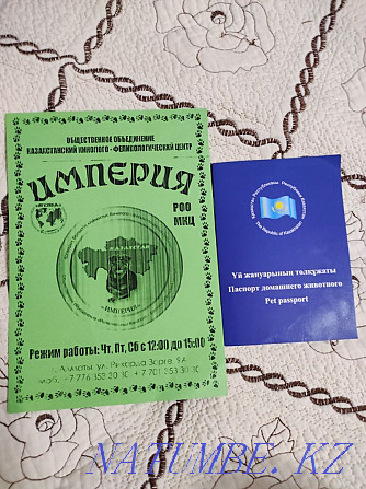 Продам Чистокровного Щенка, Сибирский Хаски, Глаза Арлекина, Алматы - изображение 4