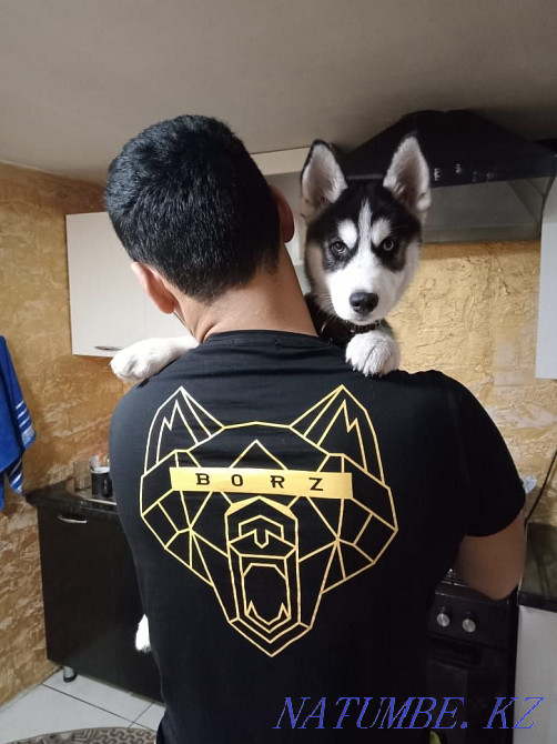Таза тұқымды күшік, Сібір хаски, арлекин көзді сатылады,  Алматы - изображение 2