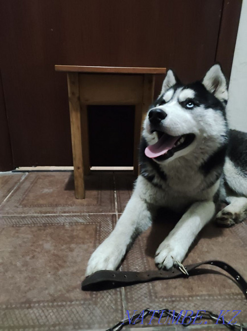 Таза тұқымды күшік, Сібір хаски, арлекин көзді сатылады,  Алматы - изображение 1