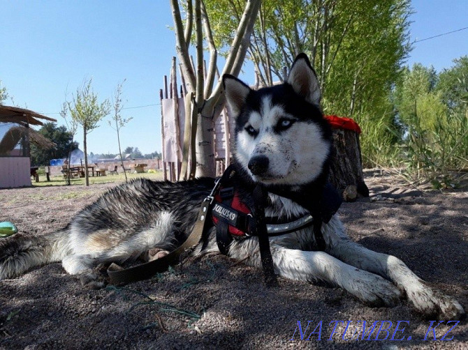 Experienced Husky/Documents!/ Almaty - photo 1