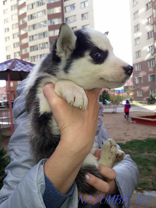 Опытный Хаски/Документы!/ Алматы - изображение 3