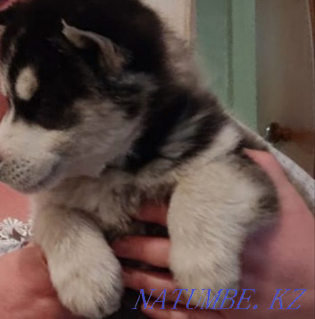 Urgent!!Husky puppy for sale!! Almaty - photo 3