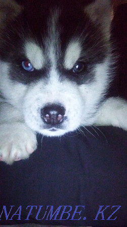 Urgent!!Husky puppy for sale!! Almaty - photo 2