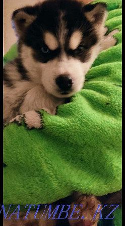 Urgent!!Husky puppy for sale!! Almaty - photo 4