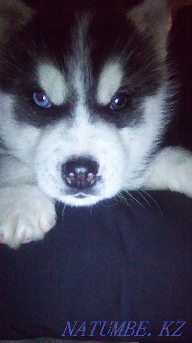 Срочно!!Хаски күшігі сатылады!!  Алматы - изображение 2