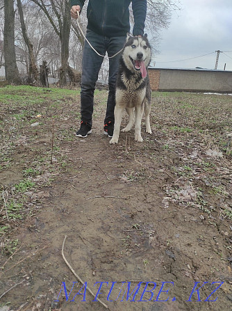 Husky dog for sale Almaty - photo 3