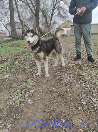 Husky dog for sale Almaty - photo 2