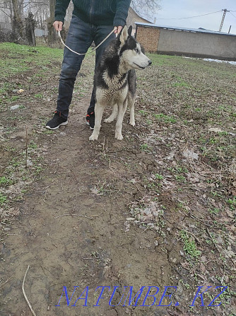 Husky dog for sale Almaty - photo 4