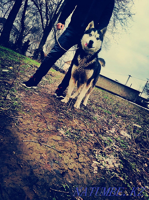 Продам собаку хаски Алматы - изображение 1