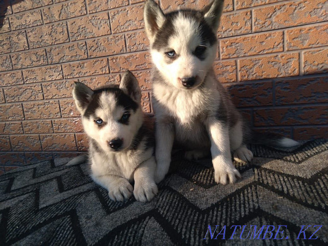 Puppies Siberian Husky Almaty - photo 1
