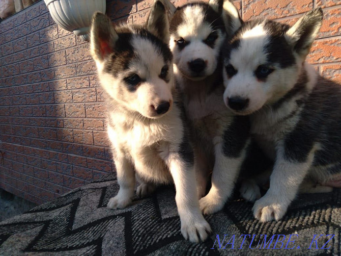 Puppies Siberian Husky Almaty - photo 2