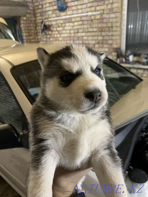 сенімді қолдарда хаски күшіктер  Алматы - изображение 2