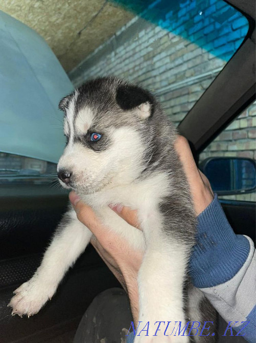 сенімді қолдарда хаски күшіктер  Алматы - изображение 4