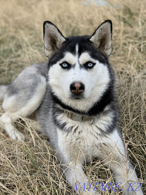 сенімді қолдарда хаски күшіктер  Алматы - изображение 8