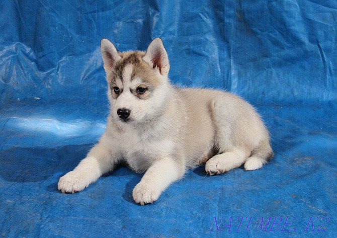 Pedigree puppies from a breed kennel Almaty - photo 1