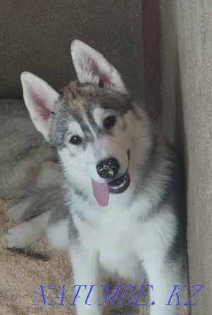 Pedigree puppies from a breed kennel Almaty - photo 3