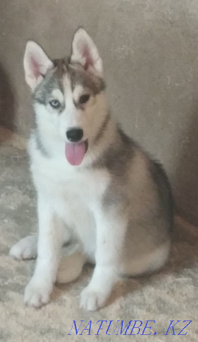 Pedigree puppies from a breed kennel Almaty - photo 2