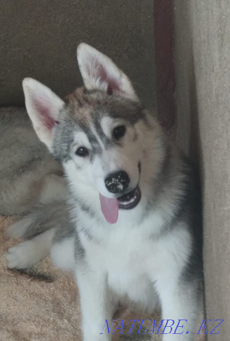 Pedigree puppies from a breed kennel Almaty - photo 3
