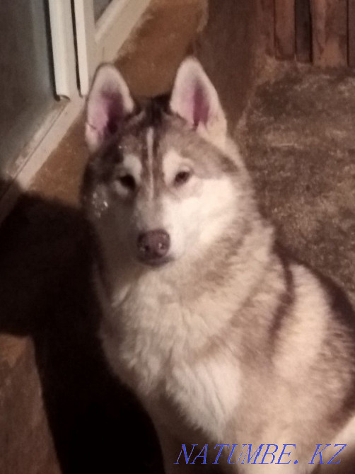 Pedigree puppies from a breed kennel Almaty - photo 4