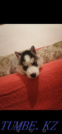 Husky puppy blue-eyed girl Almaty - photo 1