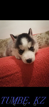 Husky puppy blue-eyed girl Almaty - photo 2