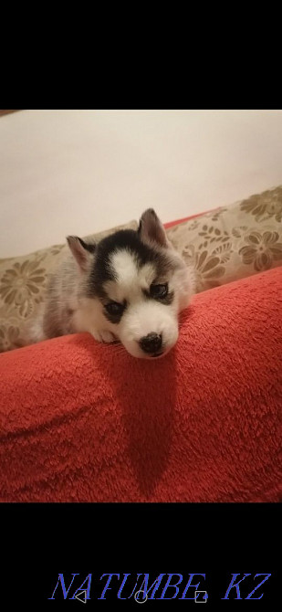 Хаски күшік көк көзді қыз  Алматы - изображение 1