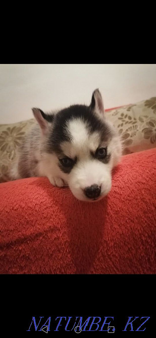 Хаски күшік көк көзді қыз  Алматы - изображение 2
