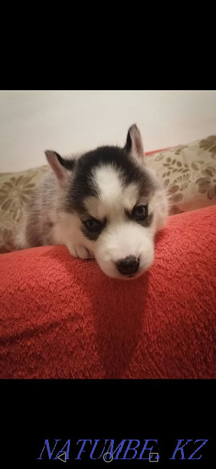 Хаски күшік көк көзді қыз  Алматы - изображение 3