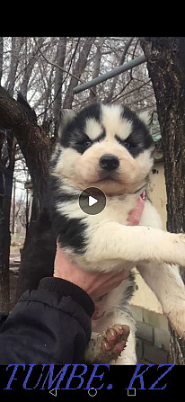 Super husky puppy blue-eyed boy Almaty - photo 1