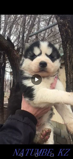 Көгілдір көзді бала супер хаски күшік  Алматы - изображение 1