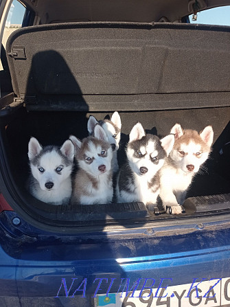 Book puppies of breed Siberian Husky! Almaty - photo 1