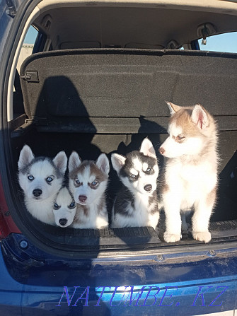 Book puppies of breed Siberian Husky! Almaty - photo 2