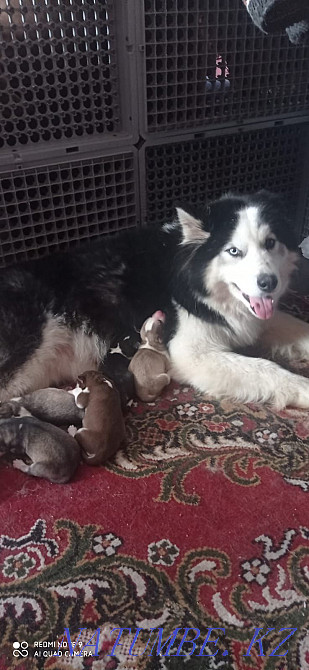 Сібір хаски тұқымының күшіктерін кітап етіңіз!  Алматы - изображение 7