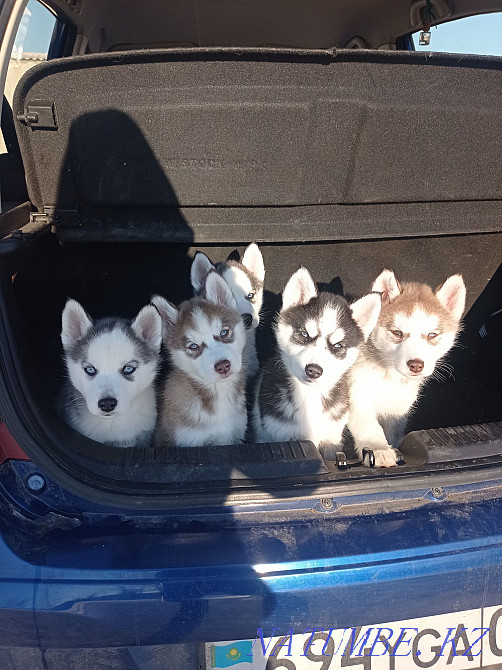 Сібір хаски тұқымының күшіктерін кітап етіңіз!  Алматы - изображение 1