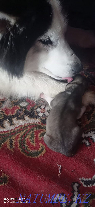 Сібір хаски тұқымының күшіктерін кітап етіңіз!  Алматы - изображение 5