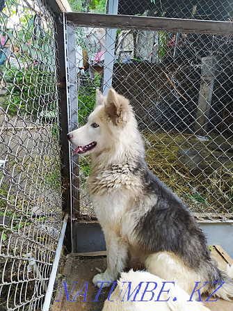 I will give the husky in good hands Almaty - photo 6