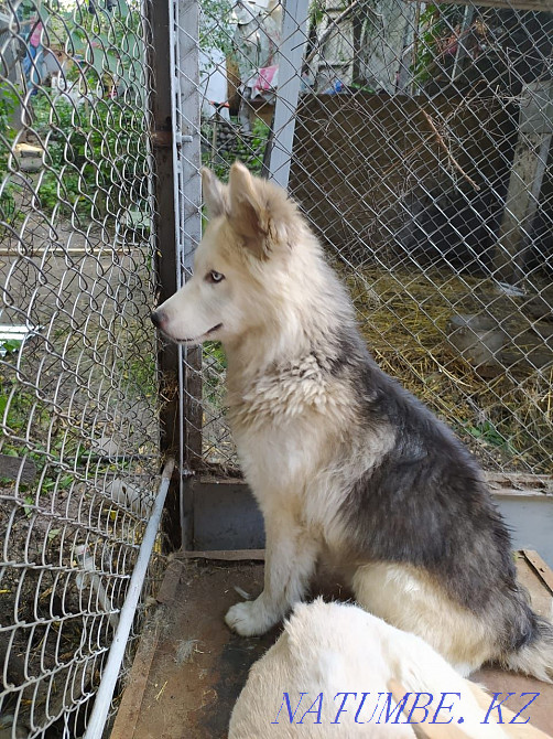 I will give the husky in good hands Almaty - photo 2